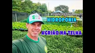 Como produzir agrião na hidroponia?