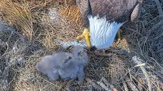 Eaglets out from nest bowl to eat fish in lunch | NEFL Bald Eagle | Jan 5, 2026