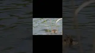 Mating or Fighting? Snapping Turtles, Bloomingdale, Ontario, Canada.