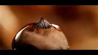 C-Flower Burst
