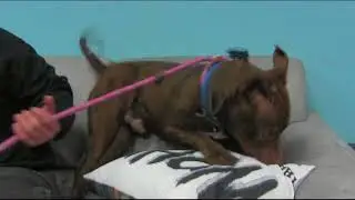 WMTR's Rock N Ruff with Hiro