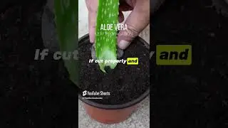 Aloe vera leaf propagation