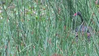 Cockatoos provide noisy company for a nesting swan