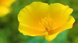 Kalifornischer Goldmohn in Franken