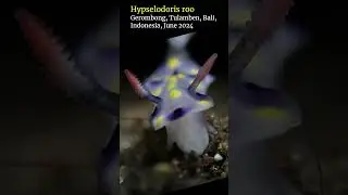 Hypselodoris #nudibranch feeding #tulamben #bali #scubadiving