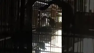 INDUKAN BURUNG TRUCUK,TROCOKAN,JROGJOG KASIH MAKAN ANAK NYA DALAM KADANG BREADING