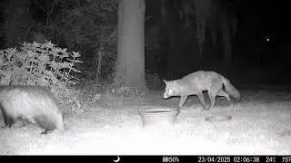Young Fox Protecting It's Dominant Vixen From A Badger