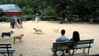 Big Dog Park NYC