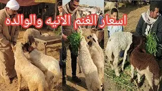 اسعار الغنم الانيه والوالده وتغطيه مميزه لارضيه السوق بالجزء الثاني علي التوالي من اكبر الاسواق 🐏👉