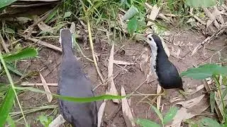 Mikat ruak-ruak pakai racik tancap/tiang sensasinya beda bikin nagih