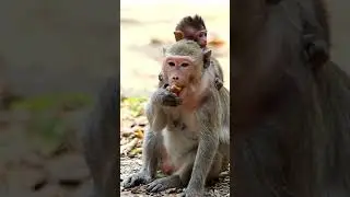 #familymonkey #monkeybaby #monkey #jungle #macaque