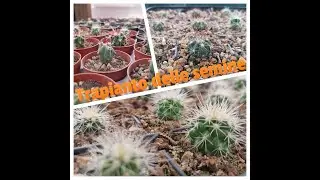 Semine cactus: trapianto dopo un anno