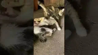 #dance #music #cat #pigfeed #catcute #dog #kitten #monkey #birds #pets #kitty #frog #duck #rabbit