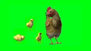 Mother Hen and Chicks Green Screen Footage for Videos