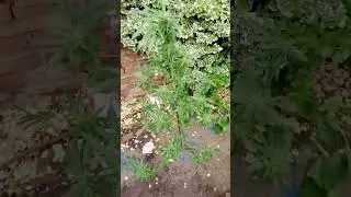 Morgen wird geerntet💪🏿 #weed #cannabis #anbau #homegrow #garden #german #gardening #outdoor