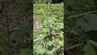 petik sayur #fantasy #music #shortvideo #fypyoutube #fypシ゚viral #funny