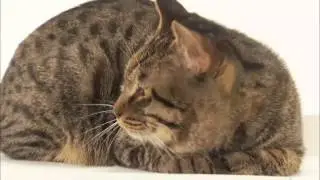 Cats 101 Animal Planet - Chinese Li Hua ** High Quality **