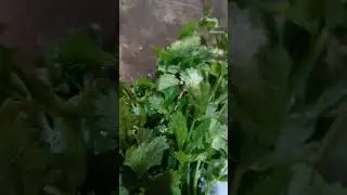 #Shorts dhaniya Patti /coriander leaves \🍊