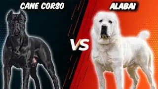 Cane Corso VS Alabai Comparison