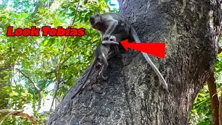 Don't Hit Me! Why him angry Tobias like this? Adorable Tobias Don't care for Him, Smart Monkey