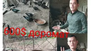 Уй шарайитида урдак бокиш 0 дан бошлаб 600$даромат кориш Ислом жорайбдан маслахатлар