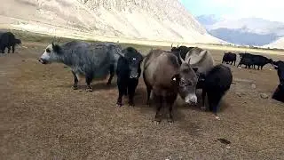Yak in Gilgit ghizer  / yak in Gilgit baltistan