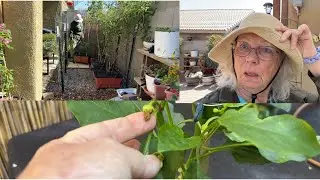 Moving my Dying Peppers Out of the Shade! How NOT to Do What I Do!