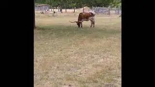 Texas Longhorns at LBJ Ranch