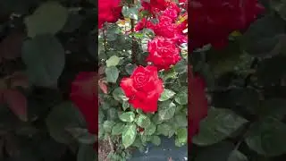 IKuta Midorichi Rose Garden 🌹🌹
