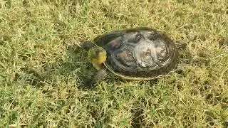Chinese Golden Thread Turtle Taking a Stroll