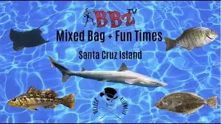 Join theBBZtv For Soupfin Sharks, Batrays, Halibut, Calico, and Surfperch At Santa Cruz Island