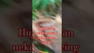 hujan hujan nekat mancing wader