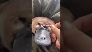 Platypus | Nature's Weirdest Creation#shorts