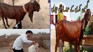 Highest milking goat udder development process
