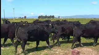 Heifers 2023