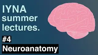 Neuroanatomy | IYNA Summer Lectures #4