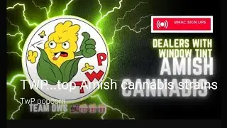 Highlight 1:18:38 - 1:23:38 from TWP...top Amish cannabis strains