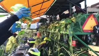 Mule Train Morning Harvest