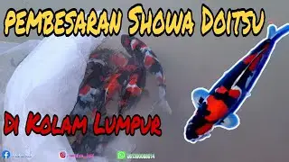 Membesarkan Koi Showa Doitsu | Di Kolam Lumpur | Mud Pond Koi #koiindonesia