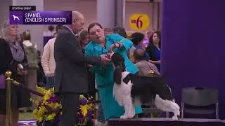 English Springer Spaniels | Breed Judging 2026