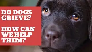 How can I help my dog grieve?