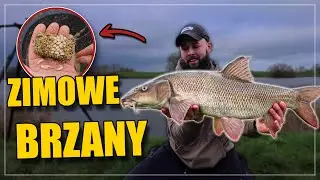 Zimowe brzany – feeder na dużej rzece