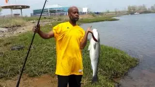 Panama catch fish in the rock