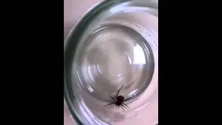 Redback near miss