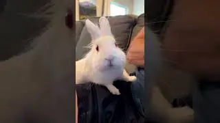 #LiveLikeRicky#bundadmatt#bunnylife#bunnylove#bunnynation