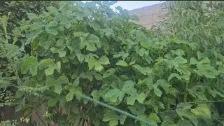 Chaya Spinach Tree I Hospital Too Far | Jerusalem Leaf Are Still Growing Vigorously In My Garden 