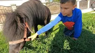 Poneiul lui Gabi de la Satu Mare- 2021
