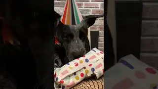 When Australian Cattle Dogs Turn 5.
