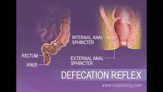 Defecation; Factors that promote defecation and neuronal control of defecation