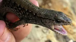 Northern Alligator Lizard and It's Next Meal